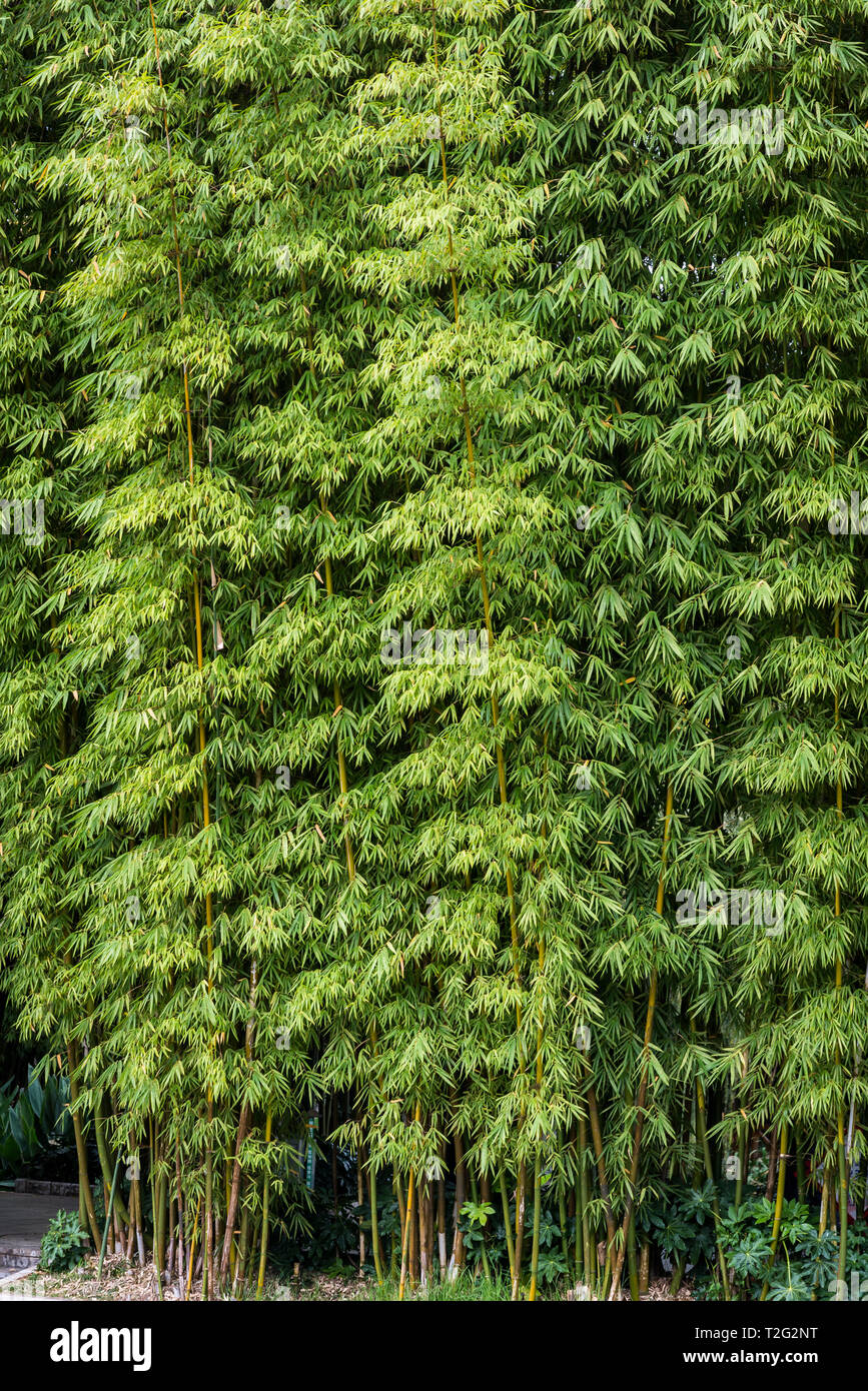Usine en bambou, Green Lake Park, Kunming, province du Yunnan, Chine Banque D'Images