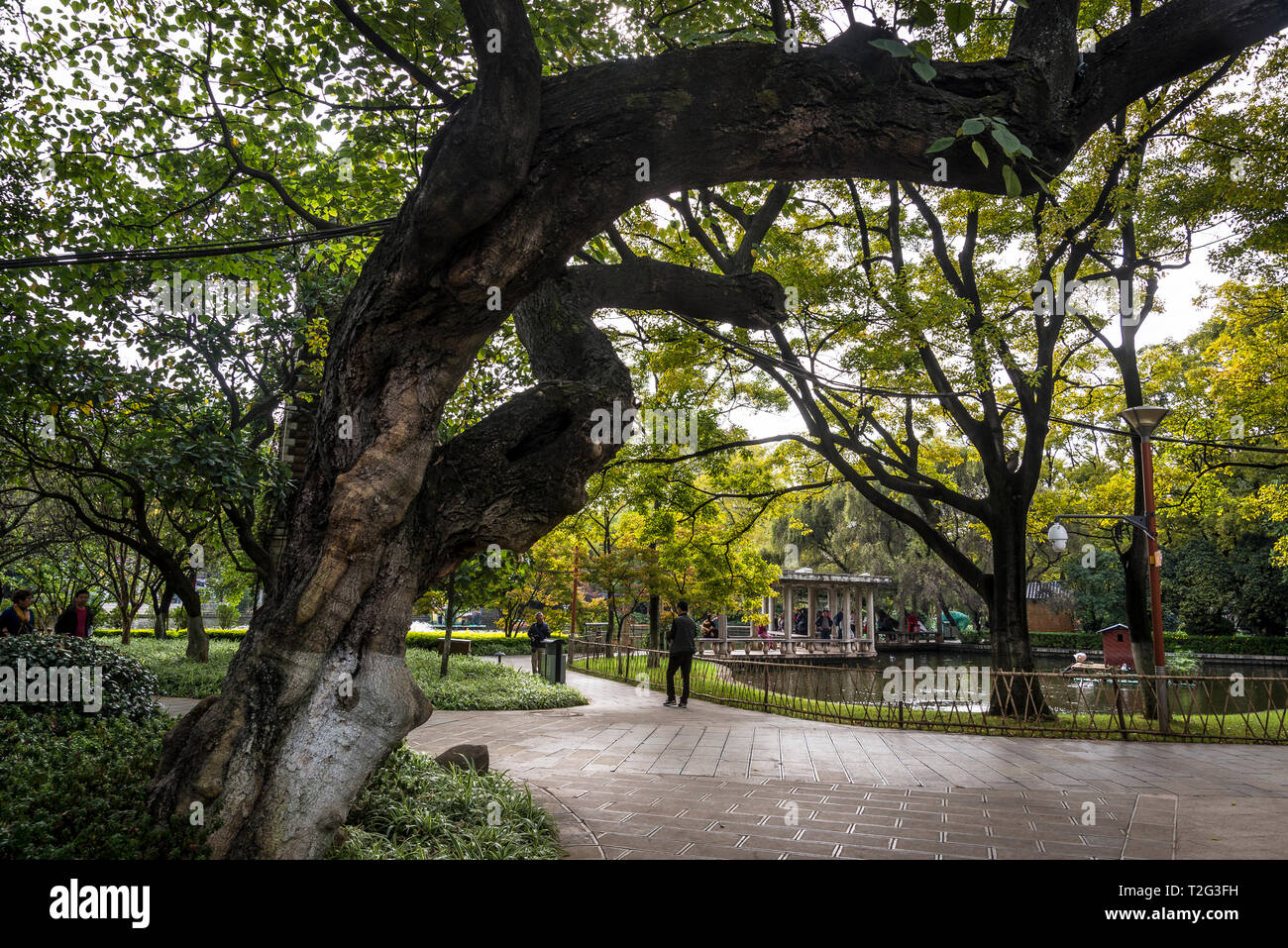 Parc du Lac vert, ou Cuihu Park, Kunming, province du Yunnan, Chine Banque D'Images