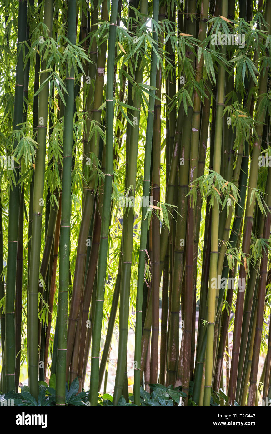 Usine en bambou, Green Lake Park, Kunming, province du Yunnan, Chine Banque D'Images