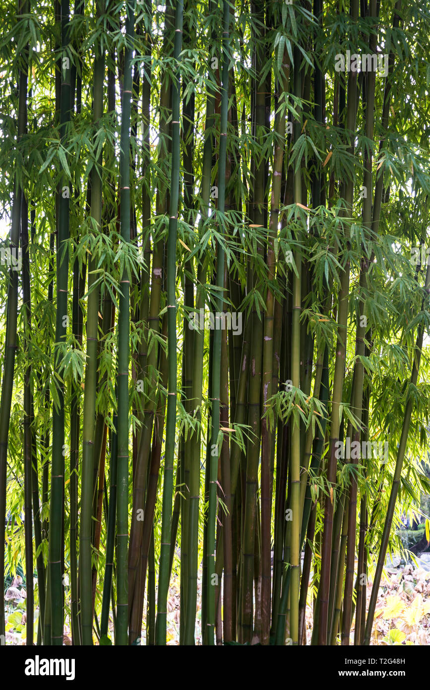 Usine en bambou, Green Lake Park, Kunming, province du Yunnan, Chine Banque D'Images