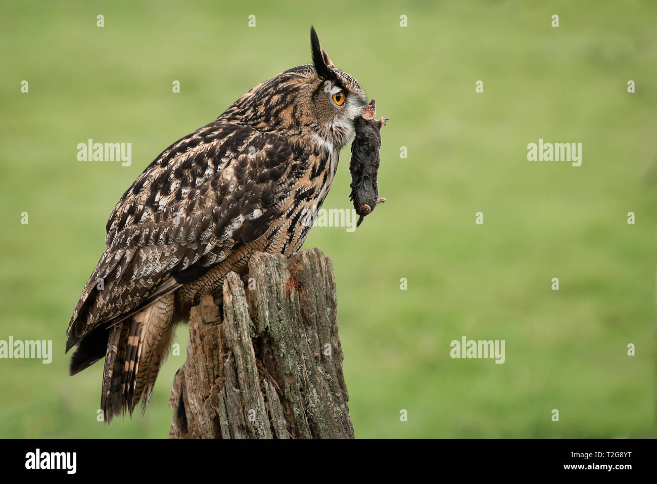 Un grand hibou à l'image de profil avec une taupe dans son bec perché sur un vieux post en plein milieu d'un champ avec un fond vert naturel Banque D'Images