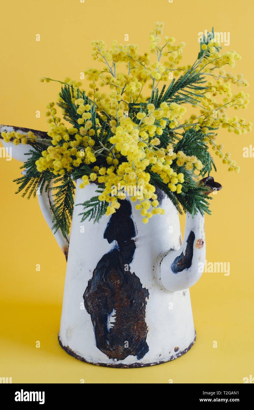 Vieux pot de café utilisé comme un vase aux fleurs d'acacia. Banque D'Images