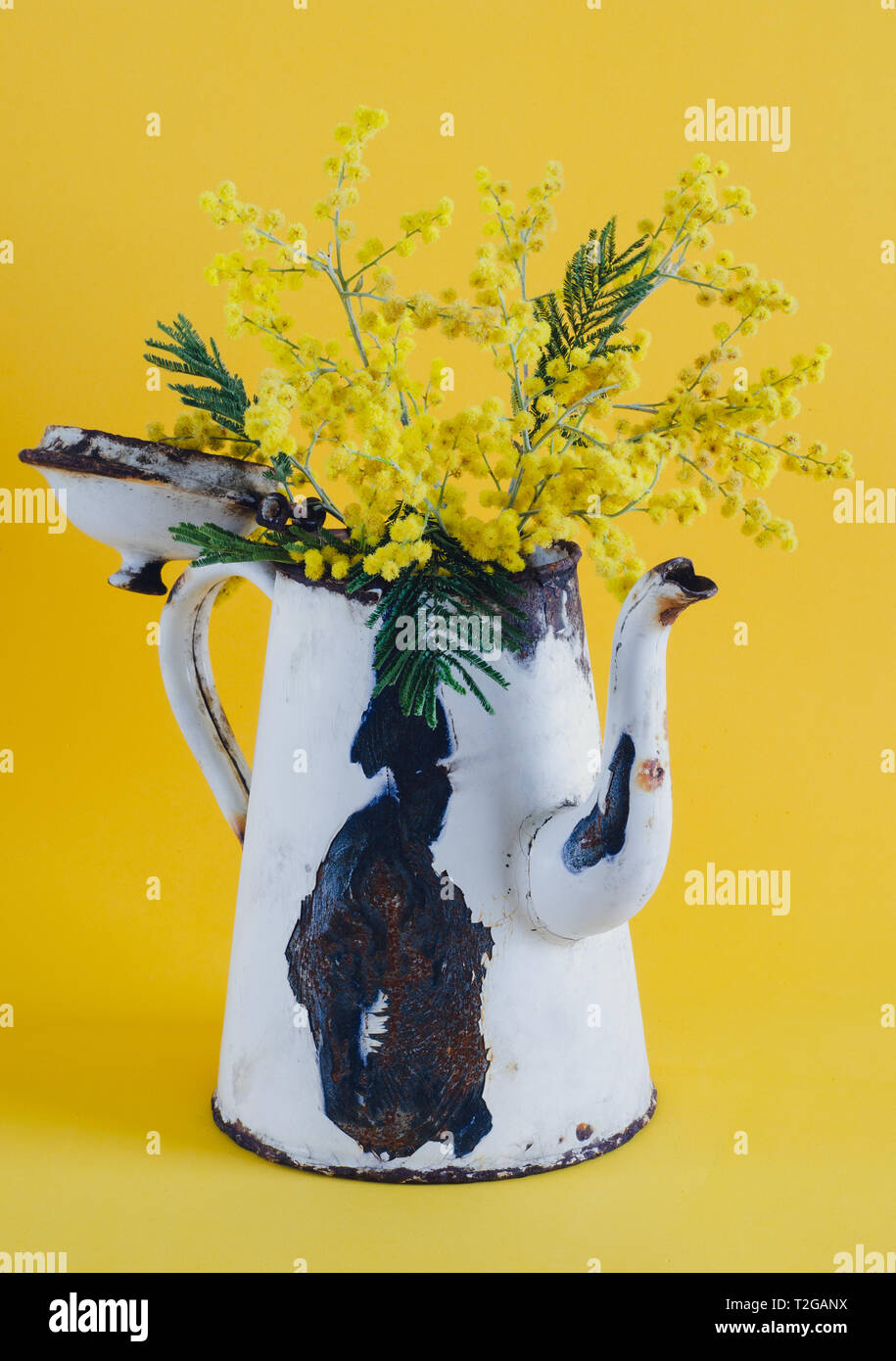 Vieux pot de café utilisé comme un vase aux fleurs d'acacia. Banque D'Images
