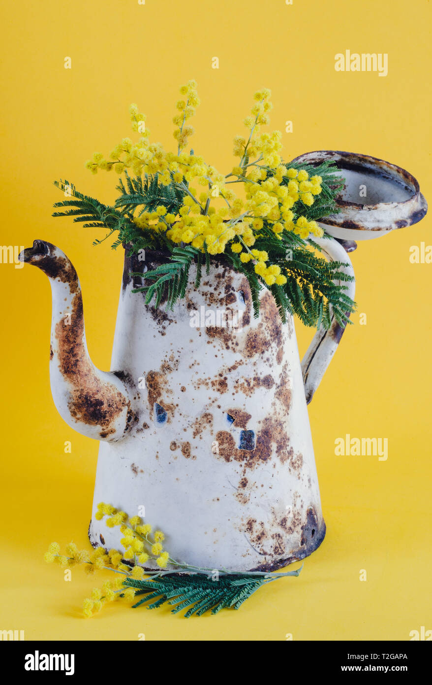Vieux pot de café utilisé comme un vase aux fleurs d'acacia. Banque D'Images