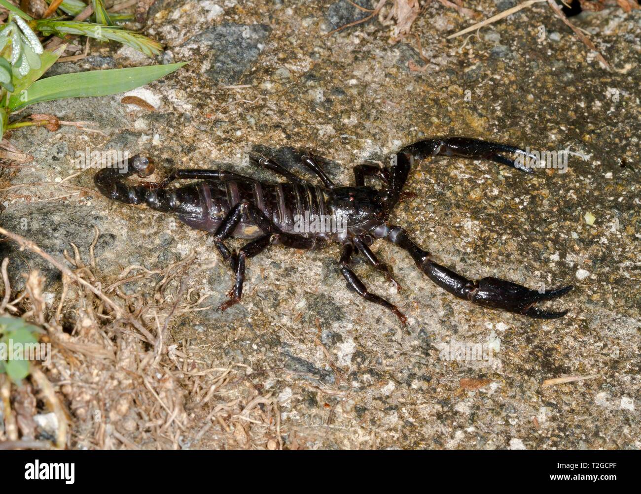 La Malaysian scorpion noir (Heterometrus spinifer), la réserve de Sepilok, Sabah, Bornéo, Malaisie Banque D'Images