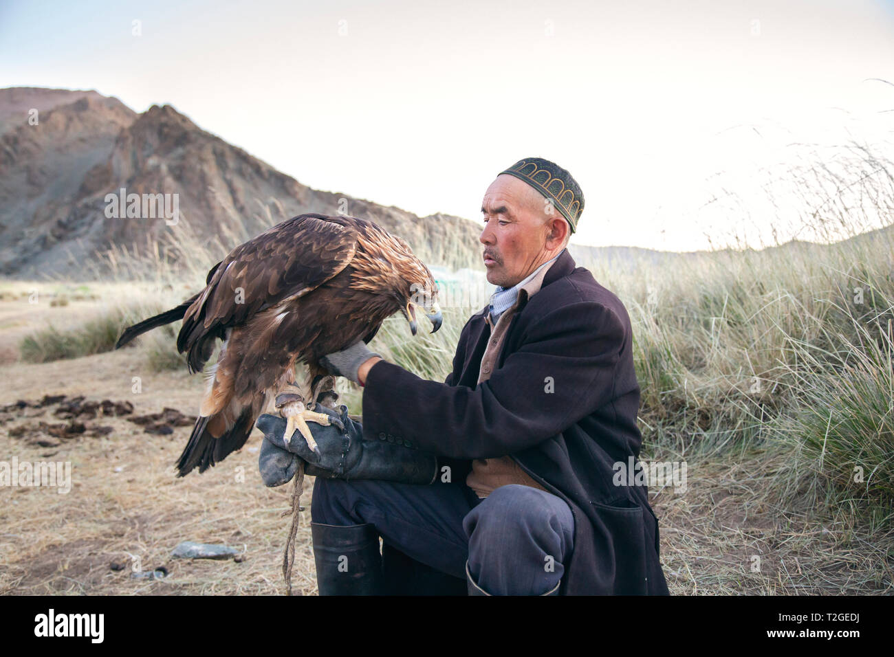 Bayan Ulgii, Mongolie, 1er octobre 2015 : eagle kazak hunter et d'alimentation des oiseaux est précieux pour enfants Banque D'Images
