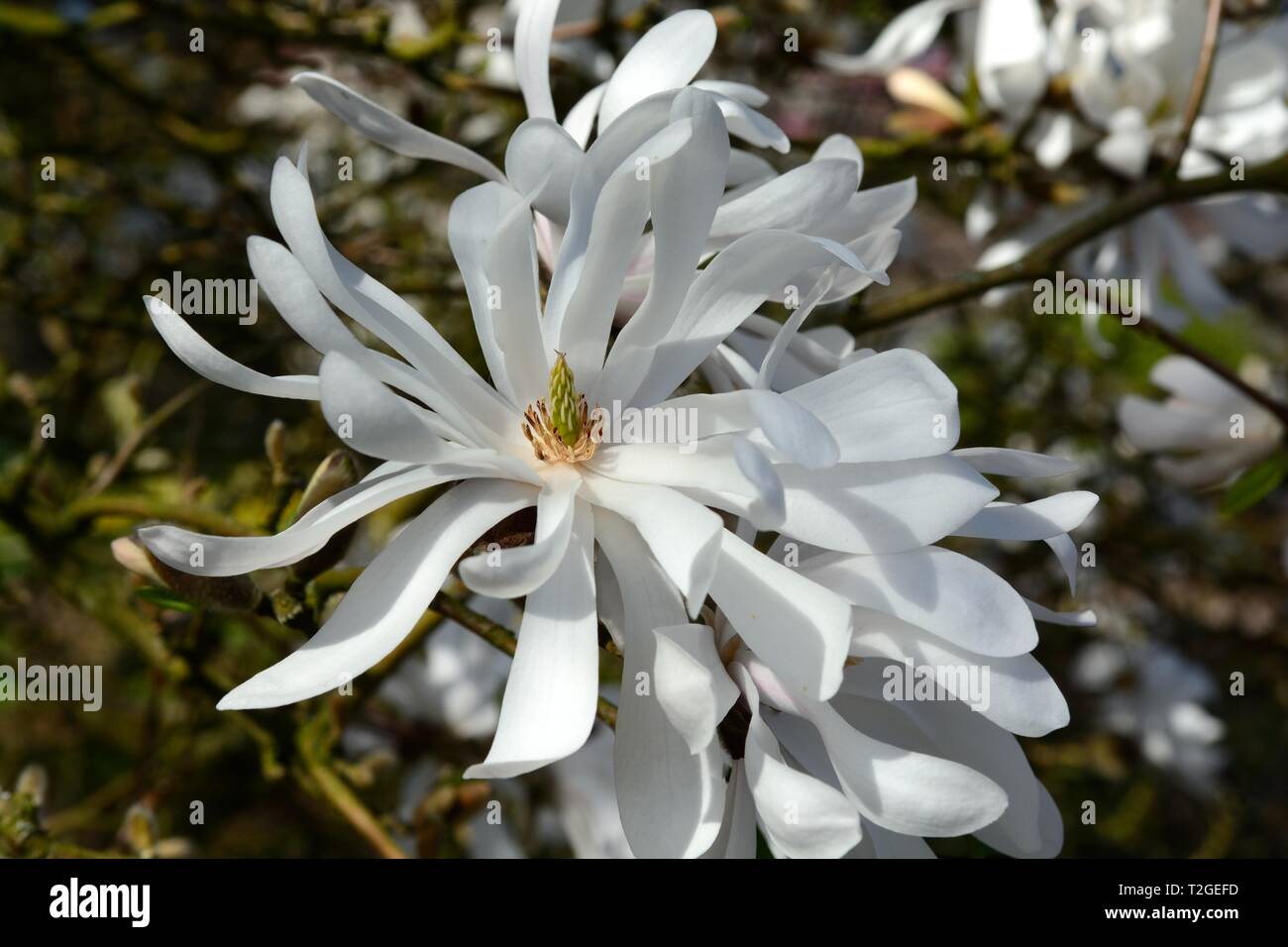 Magnolia fleurs fleurs blanches fleurs SP Banque D'Images