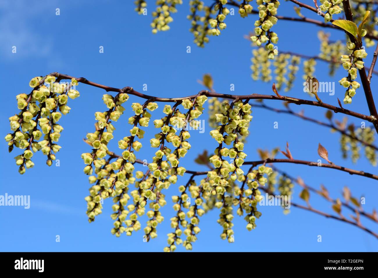 Stachyuris chinensis chinensis chinois fleurs Joie pour toujours contre un ciel bleu au printemps Banque D'Images