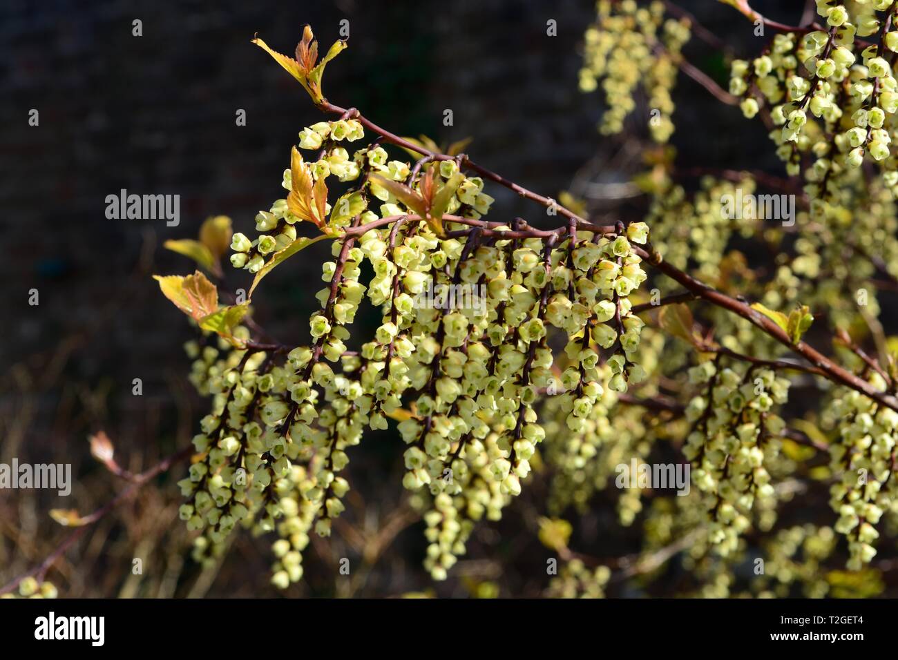 Stachyuris chinensis chinensis chinois fleurs Joie pour toujours au printemps Banque D'Images