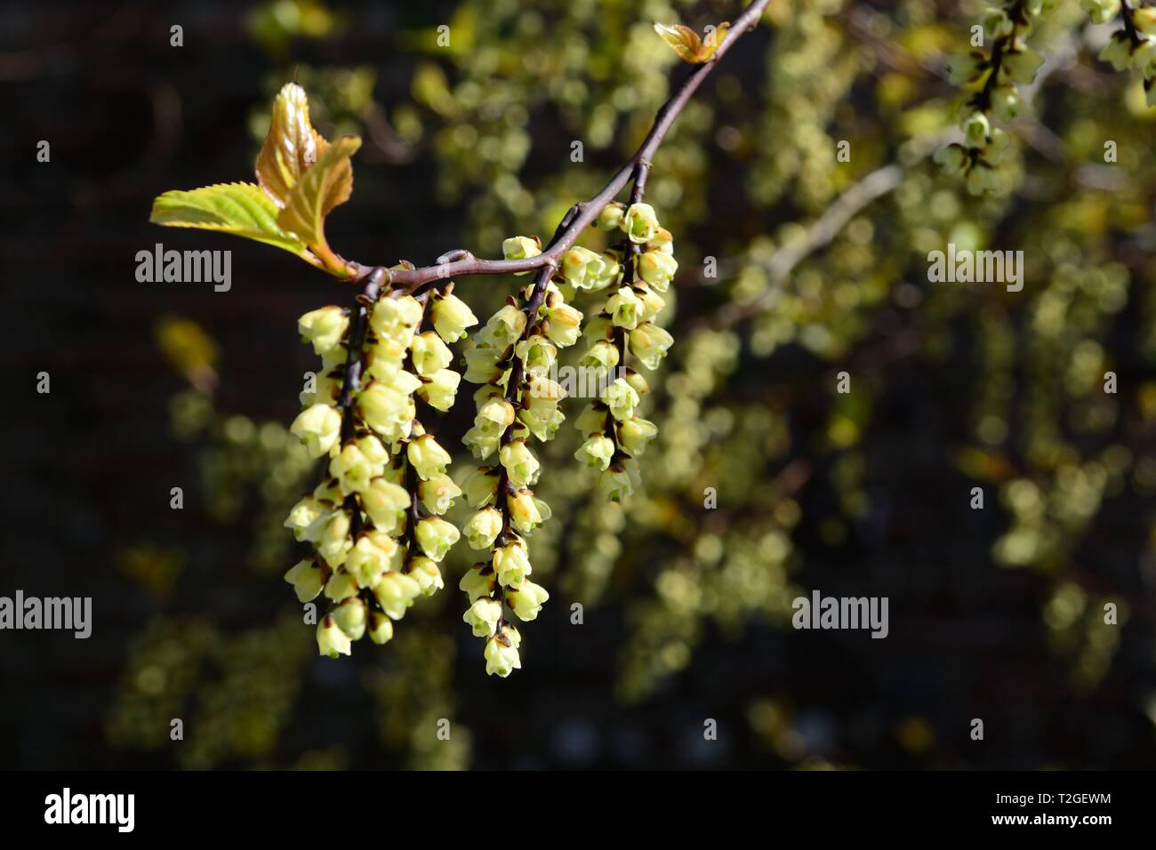 Stachyuris chinensis chinensis chinois fleurs Joie pour toujours au printemps Banque D'Images