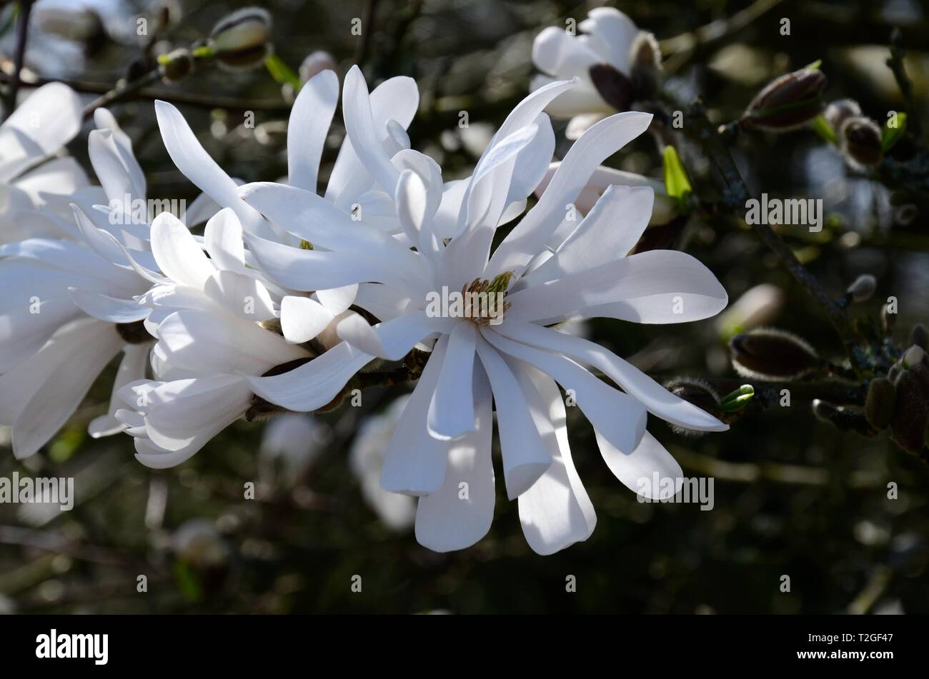 Magnolia fleurs fleurs blanches fleurs SP Banque D'Images