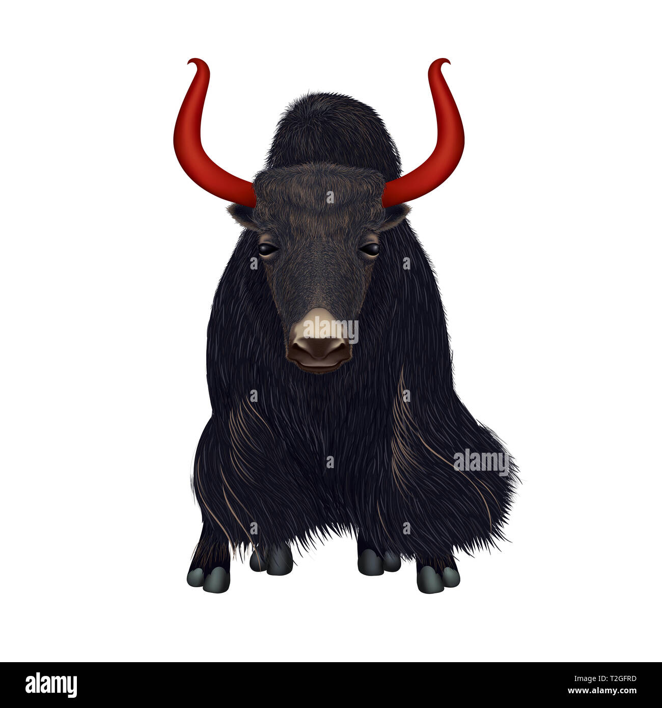 Hand drawn portrait réaliste de yak noir - illustration isolé sur fond blanc - composition symétrique Banque D'Images