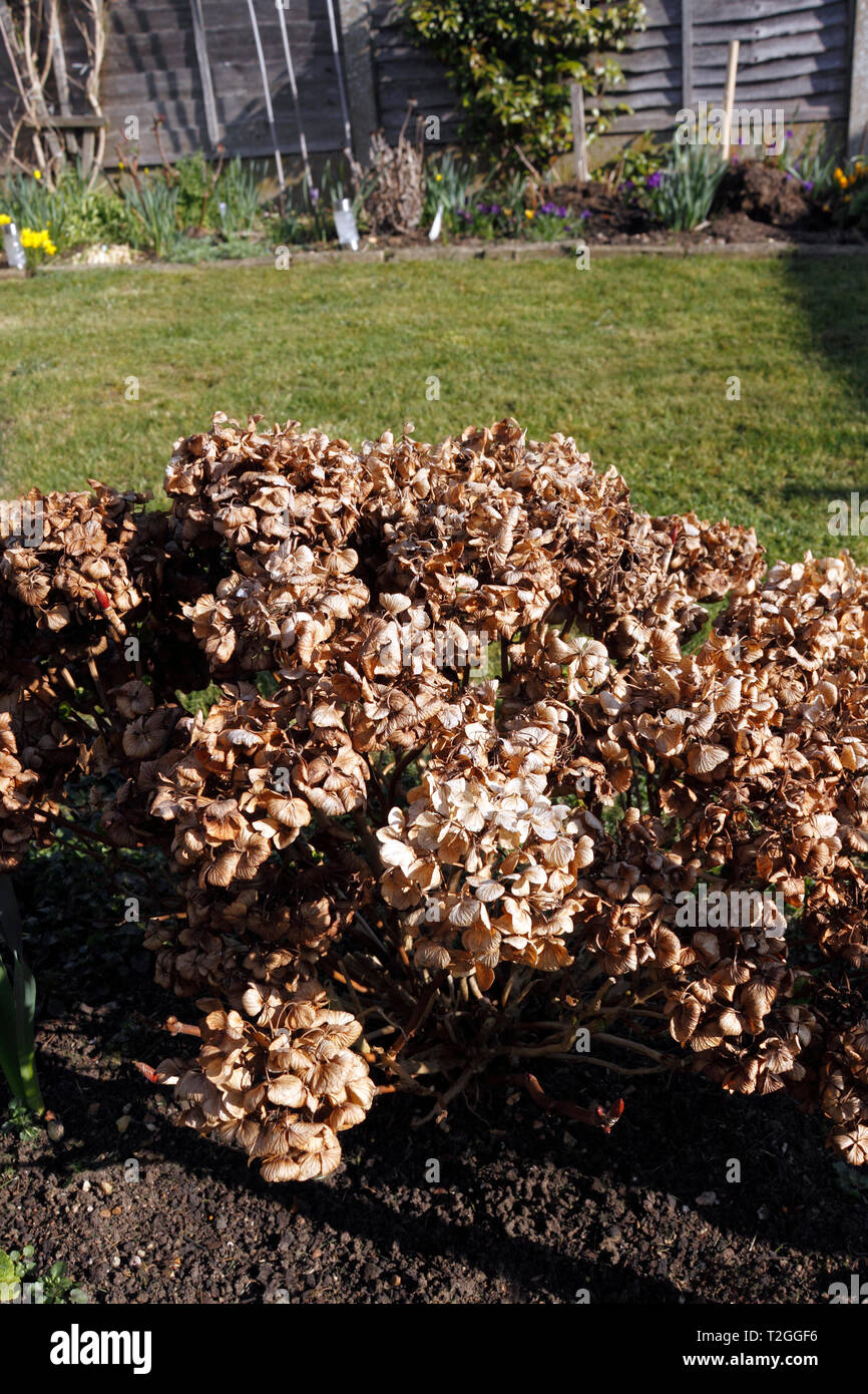 HYDRANGEA MACROPHYLLA fleurs mortes Banque D'Images