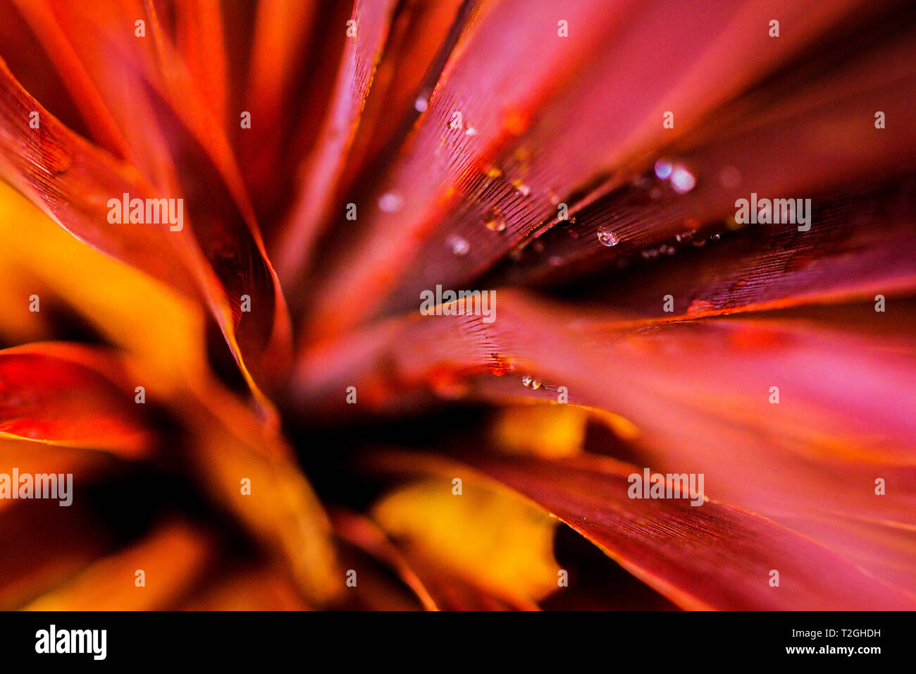 Macro, close-up de Cordyline australis Red Star laisse couvert de gouttes d'eau. Feuilles de palmier. Thème Tropical. Banque D'Images