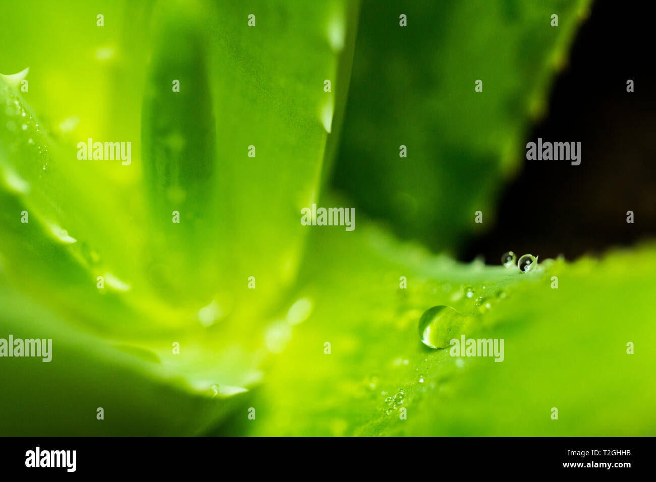 Macro photographie, close-up of Aloe Vera amer, couvertes de gouttes d'eau. Banque D'Images