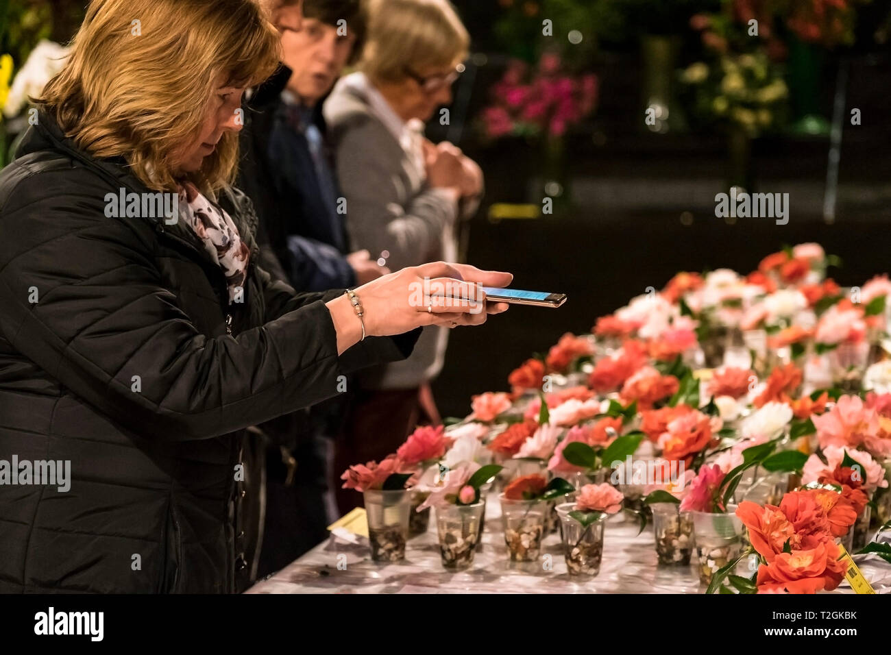 Un amateur de jardinage à l'aide d'un smartphone pour photographier un affichage des fleurs de camélia dans un flower show. Banque D'Images