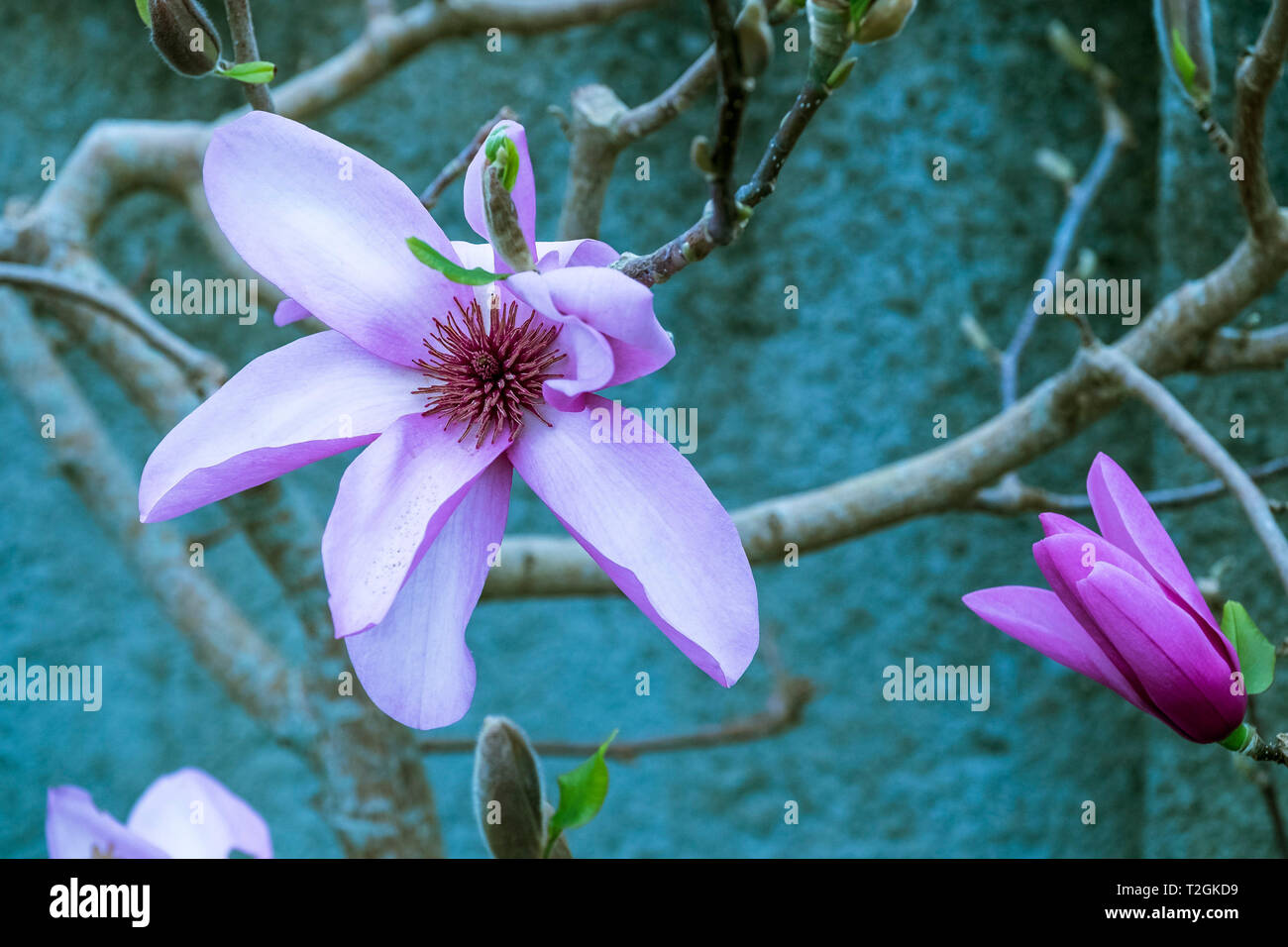 Les magnifiques fleurs d'un magnolia denudata. Banque D'Images