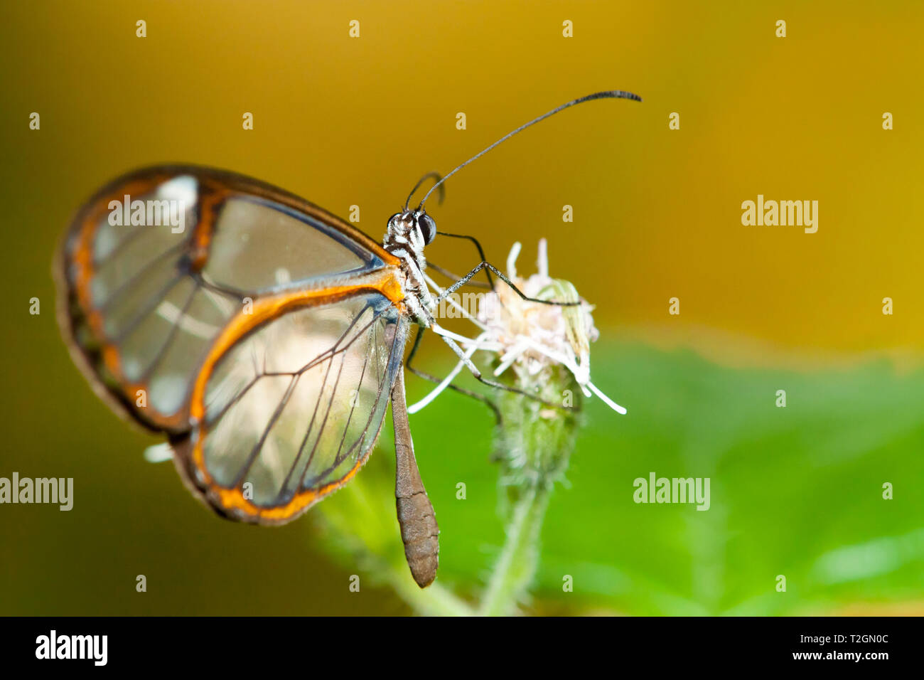 Papillon sésie avec des ailes en verre transparent '(Greta oto) libre assis sur une feuille fleur. Banque D'Images