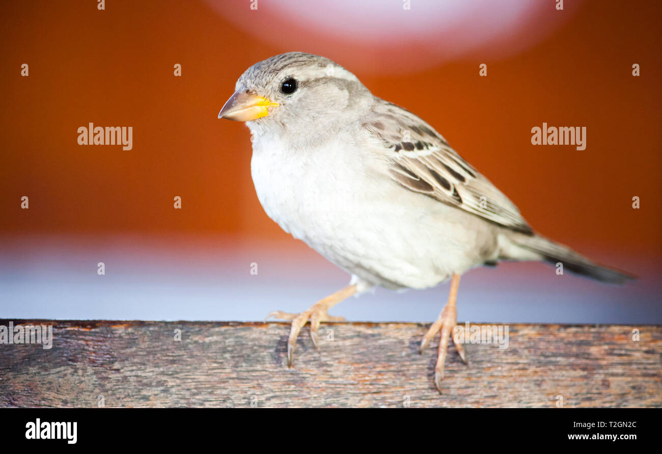 Sparrow bird fermer portrait. Sparrow songbird (famille Passeridae) assis et chant sur planche de bois avec la photo en gros plan sur fond rouge orange Banque D'Images