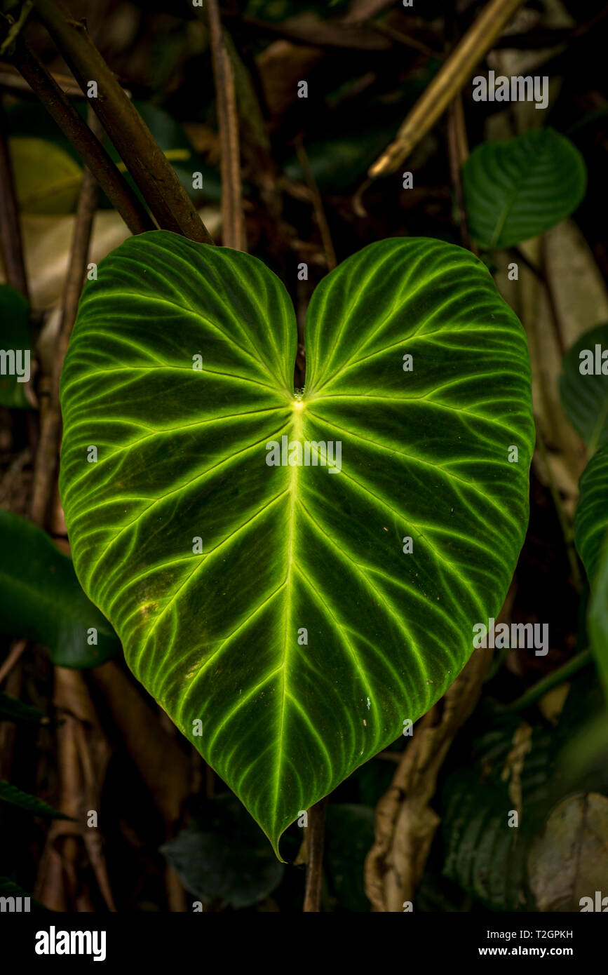 Big leaf brillants dans l'ombre de la forêt Panamas Banque D'Images