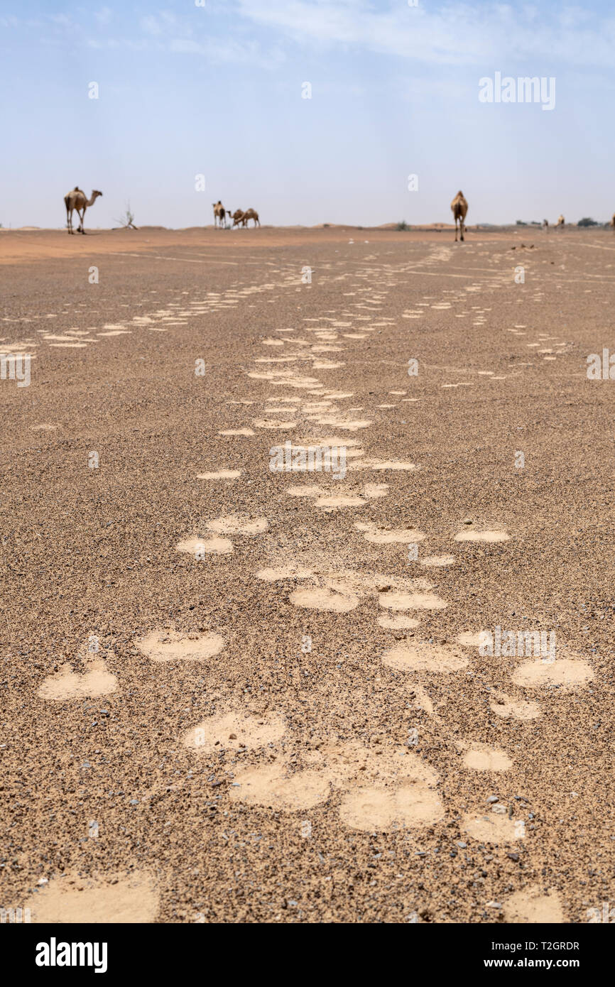 Empreinte de chameaux dans le désert de sable rouge Banque D'Images