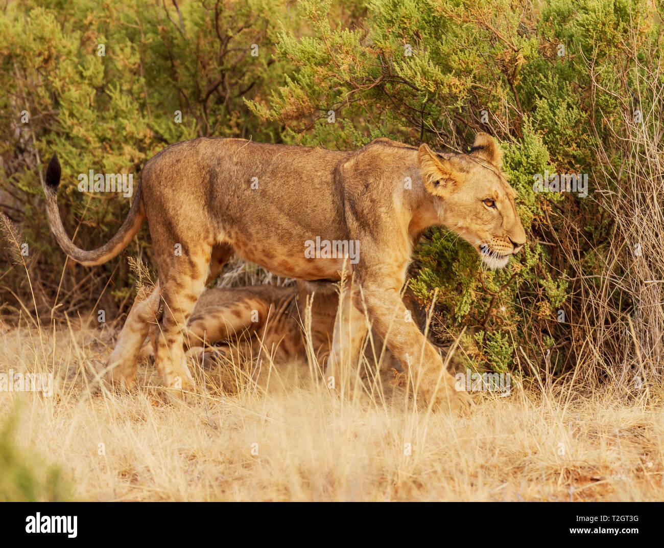 Lion, Panthera leo, promenades en hélicoptère. La Réserve nationale de Samburu, Kenya, Afrique de l'Est gros chat sauvage cinq grandes espèces vulnérables, side view Banque D'Images