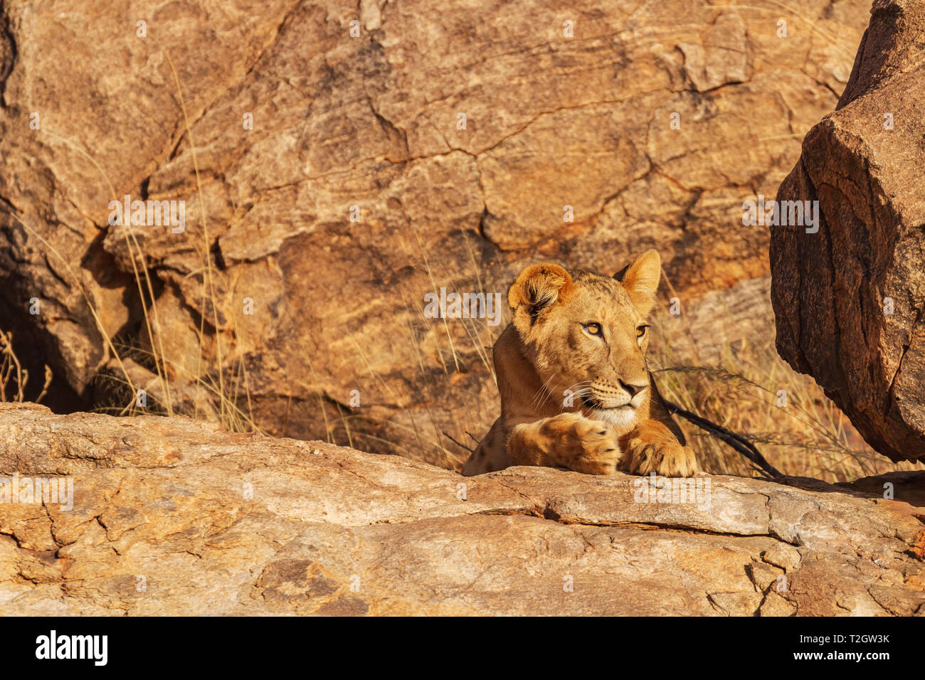 Lionne Lion, Panthera leo, caché, camouflé et sur les rochers, face griffes les yeux. La Réserve nationale de Samburu, Kenya, Afrique. Copie espace recherche de proies Banque D'Images