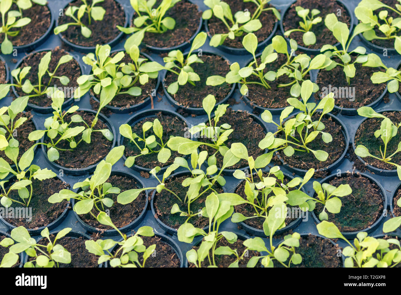 Les jeunes plantes rucola, les jeunes pousses de roquette, les roquettes, les semis de printemps. Des légumes sains. Banque D'Images