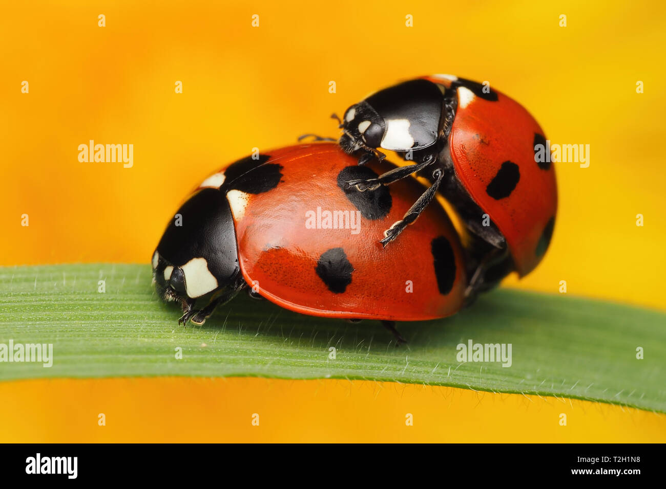 Accouplement d'insectes sur l'herbe Banque de photographies et d’images ...