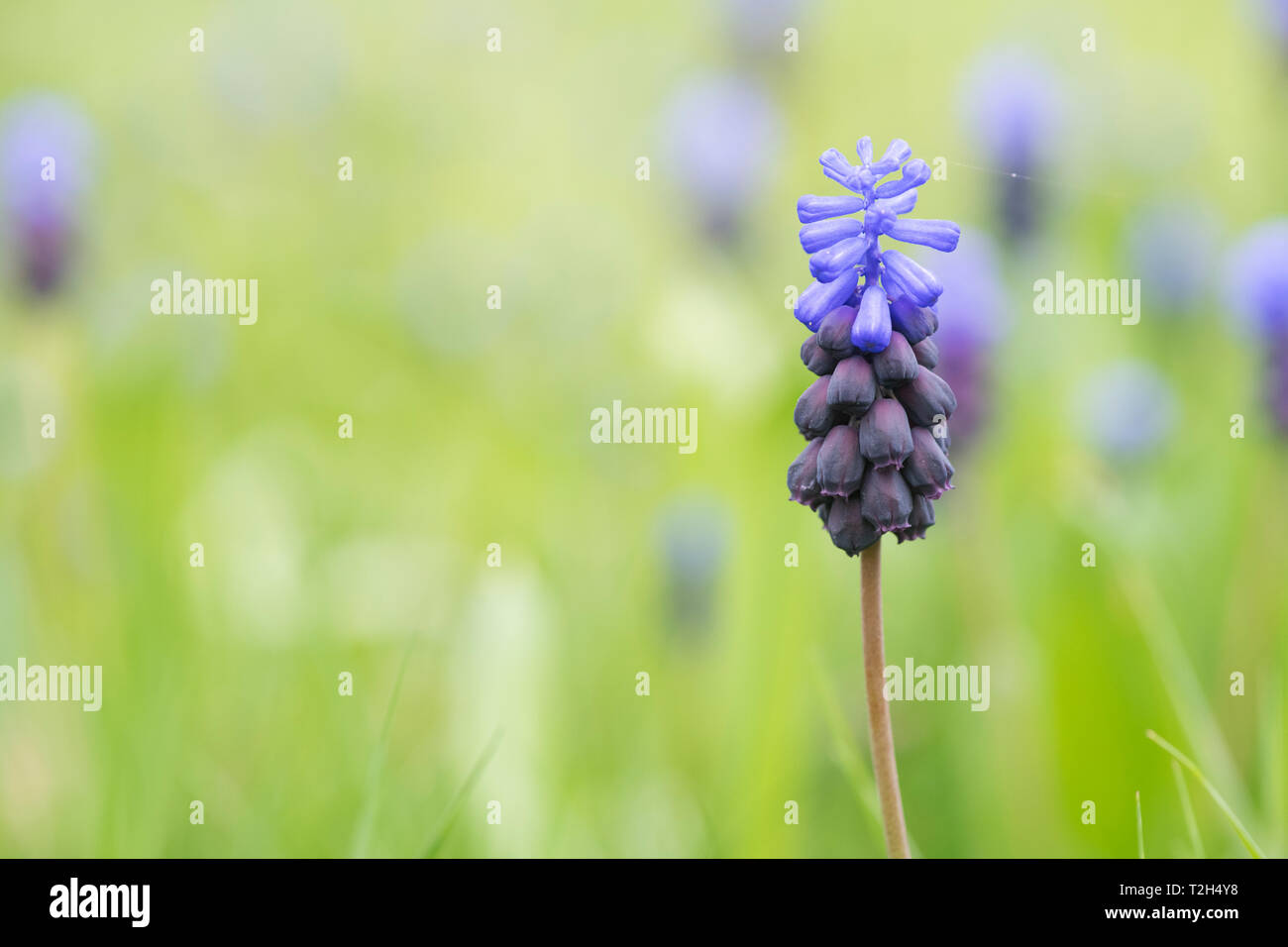 Muscari latifolium. Feuillus Muscaris fleurs dans un jardin anglais, pelouse. UK Banque D'Images