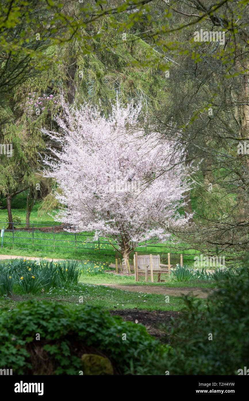 Prunus incisa Fujimae. Cerisier japonais en fleurs dans la région de Batsford Arboretum, Morton en marais, Cotswolds, Gloucestershire, Royaume-Uni Banque D'Images