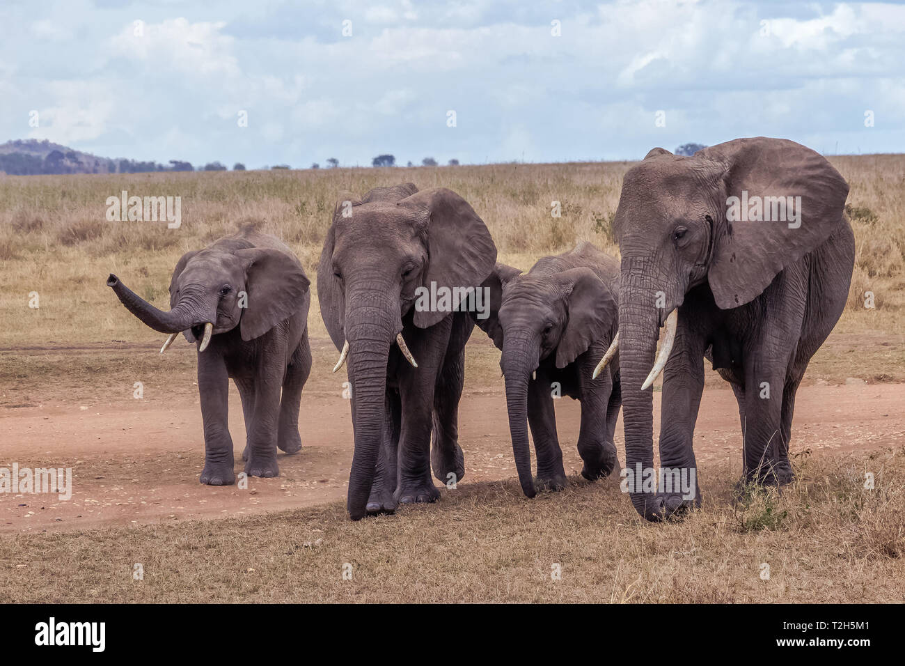 L'éléphant est le plus grand mammifère terrestre. Avec sa trompe, il peut non seulement l'odeur, mais aussi se sentir et comprendre. Les éléphants ont un comportement social. Banque D'Images