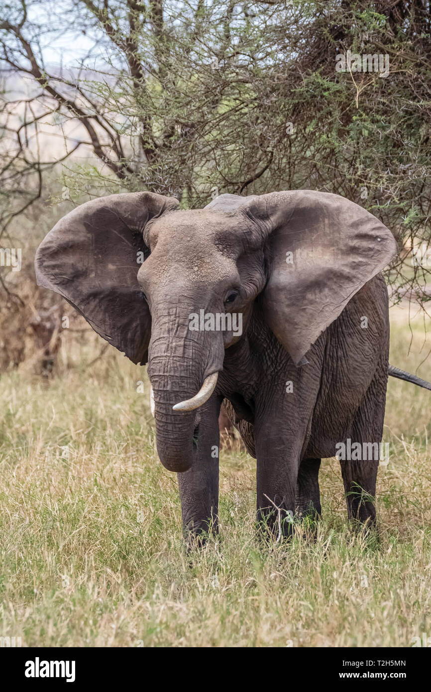 L'éléphant est le plus grand mammifère terrestre. Avec sa trompe, il peut non seulement l'odeur, mais aussi se sentir et comprendre. Les éléphants ont un comportement social et Banque D'Images