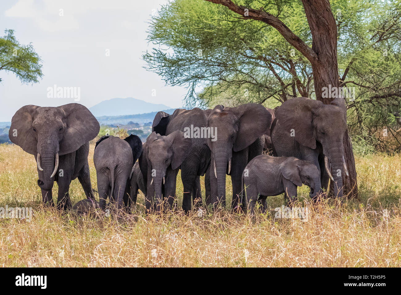 L'éléphant est le plus grand mammifère terrestre. Avec sa trompe, il peut non seulement l'odeur, mais aussi se sentir et comprendre. Les éléphants ont un comportement social. Banque D'Images