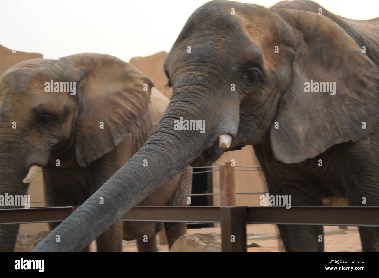 Les éléphants dans un zoo manger de la nourriture Banque D'Images