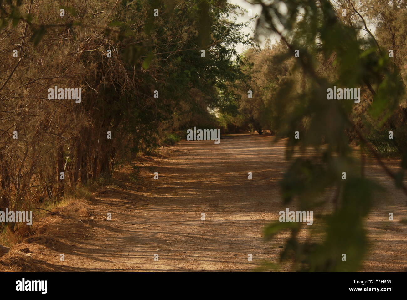 Route en bois entourée d'arbres dans un désert menant à un village Banque D'Images