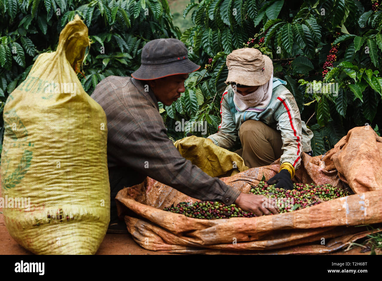 Libre de deux travailleurs d'une plantation de café dans les hauts plateaux du centre du Vietnam trier et placer les haricots dans des sacs près de Dalat. Banque D'Images