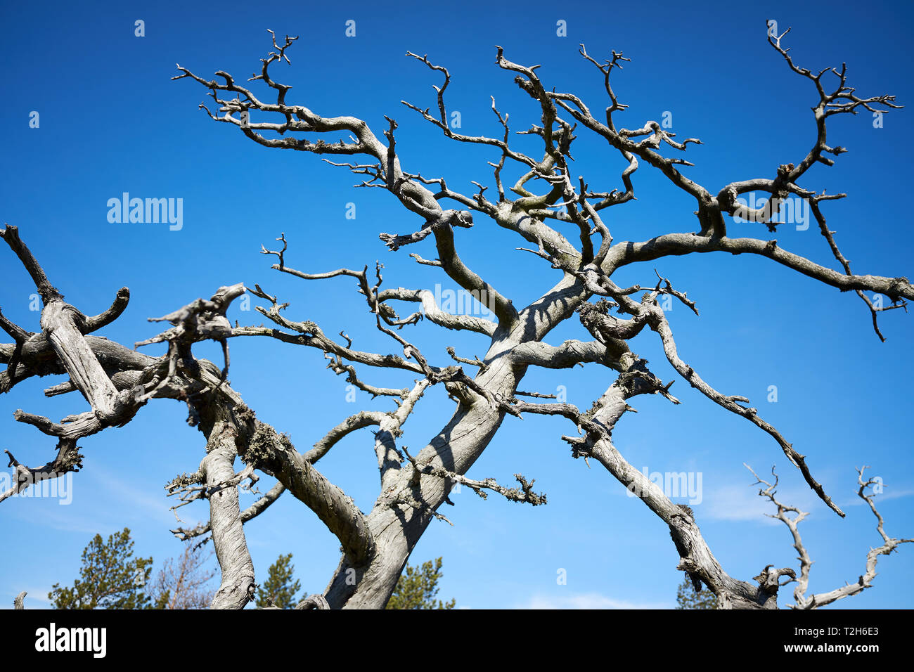 Vieux bois mort dans l'archipel finlandais. Ciel bleu sur l'arrière-plan. Les détails de la nature sur une journée de printemps ensoleillée dans Kasnäs, Kemiö, Finlande. Banque D'Images