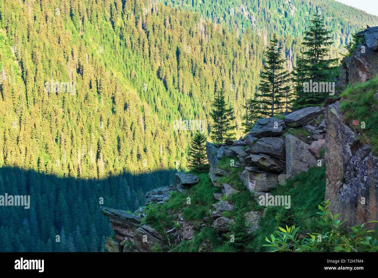 Les conifères sur la pente rocheuse. merveilleuse nature paysage de montagnes de fagaras sur matin d'été. Découvrez la Roumanie concept Banque D'Images