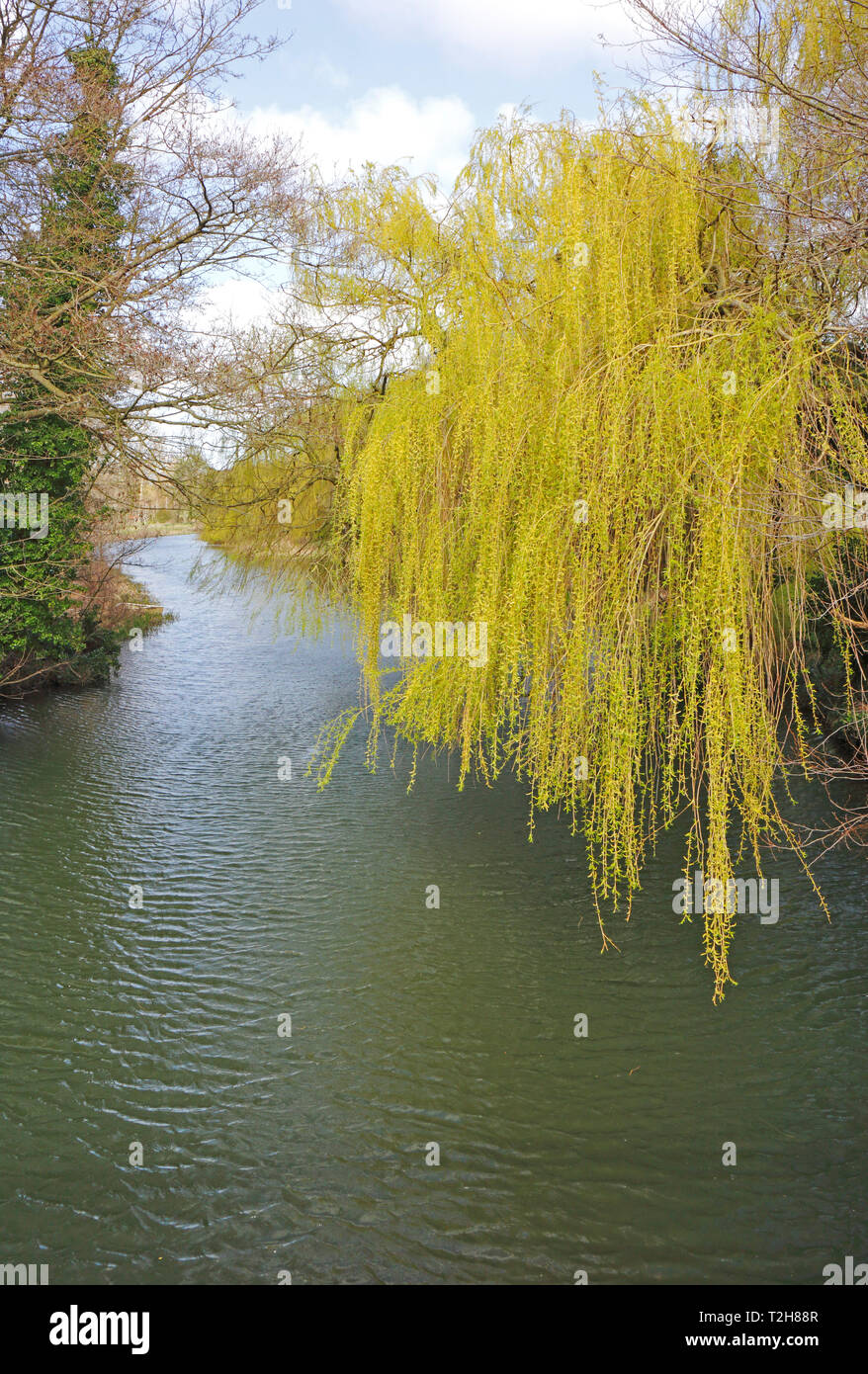 Un saule pleureur, Salix chrysocoma, au début du printemps sur les rives de la rivière Bure à Coltishall, Norfolk, Angleterre, Royaume-Uni, Europe. Banque D'Images