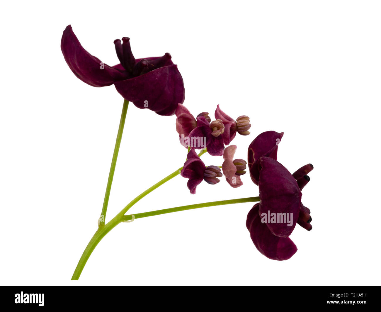 Petit homme et grandes fleurs femelles de la vigne chocolat, Akebia quinata, isolé sur fond blanc Banque D'Images Petit homme et grandes fleurs femelles de la vigne chocolat, Akebia quinata, isolé sur fond blanc Banque D'Images