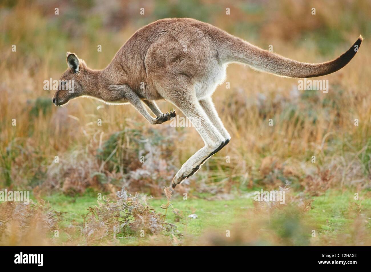 Le kangourou gris (Macropus giganteus), sauter, Wilsons colline surplombante National Park, Victoria, Australie Banque D'Images