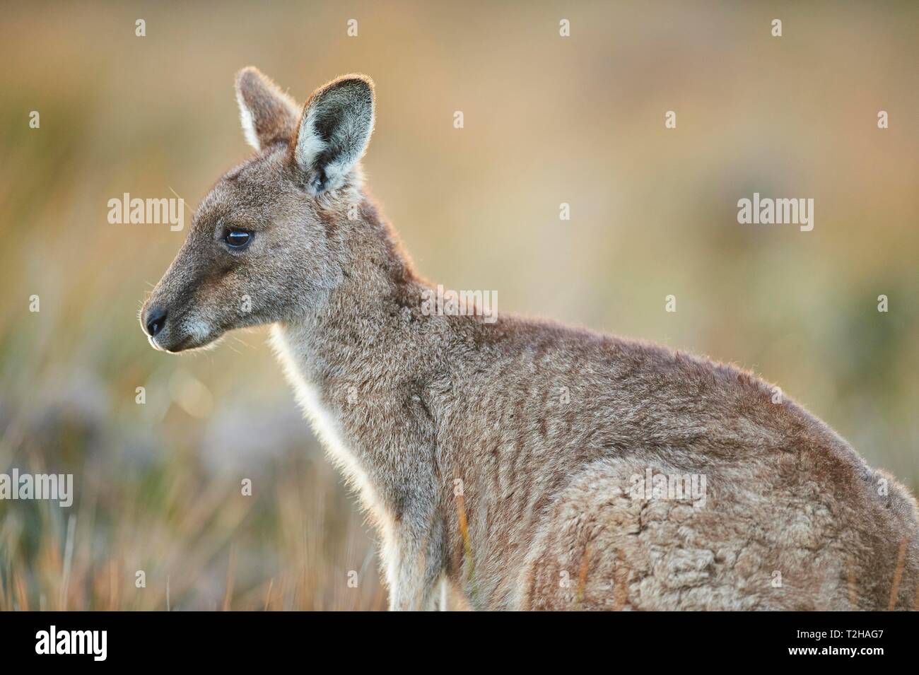 Le kangourou gris (Macropus giganteus), Wilsons colline surplombante National Park, Victoria, Australie Banque D'Images