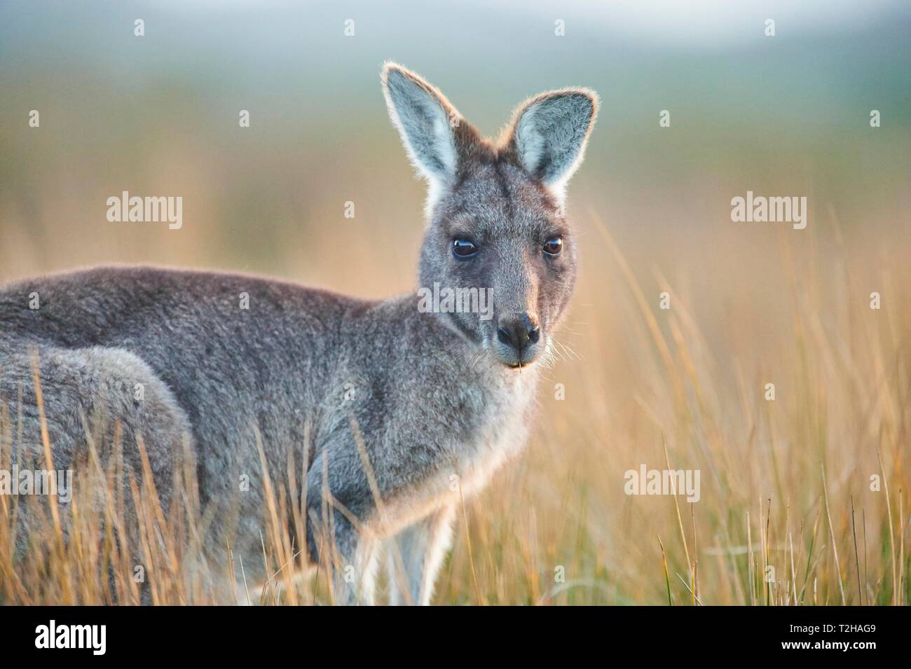 Le kangourou gris (Macropus giganteus), Wilsons colline surplombante National Park, Victoria, Australie Banque D'Images