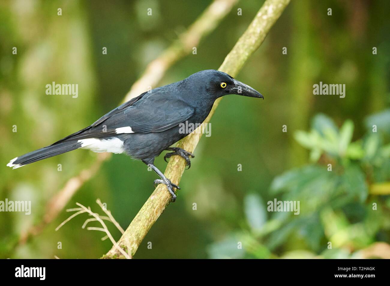 (Strepera graculina currawong pie), assis sur une branche, Queensland, Australie Banque D'Images