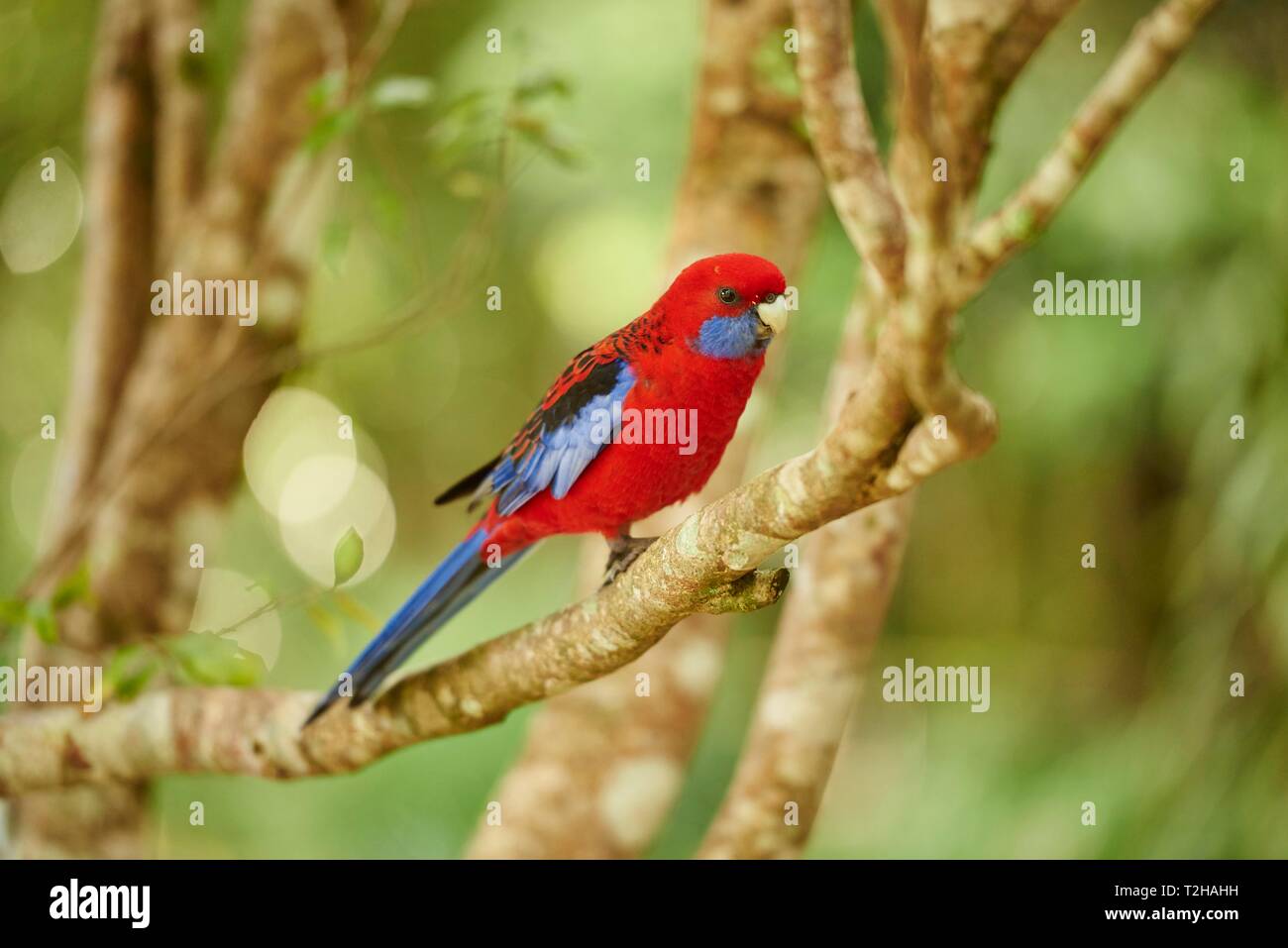 Crimson Rosella (Platycercus elegans) assis sur une branche, Great Otway National Park, Australie Banque D'Images