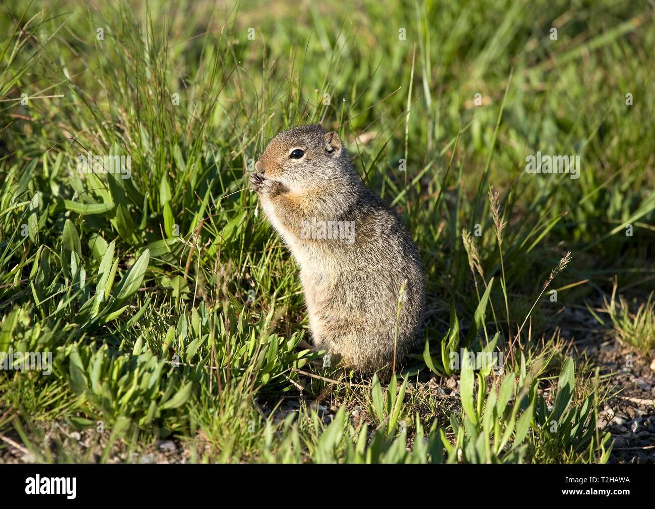 (Spermophilus armatus) manger, Grand Teton National Park, Wyoming, USA Banque D'Images