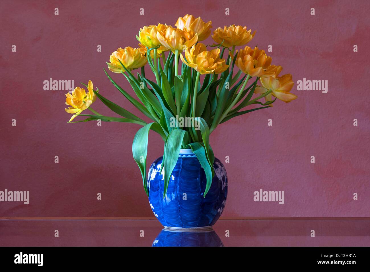 Tulipes jaunes (Tulipa) dans un vase bleu en face du mur rose, Allemagne Banque D'Images