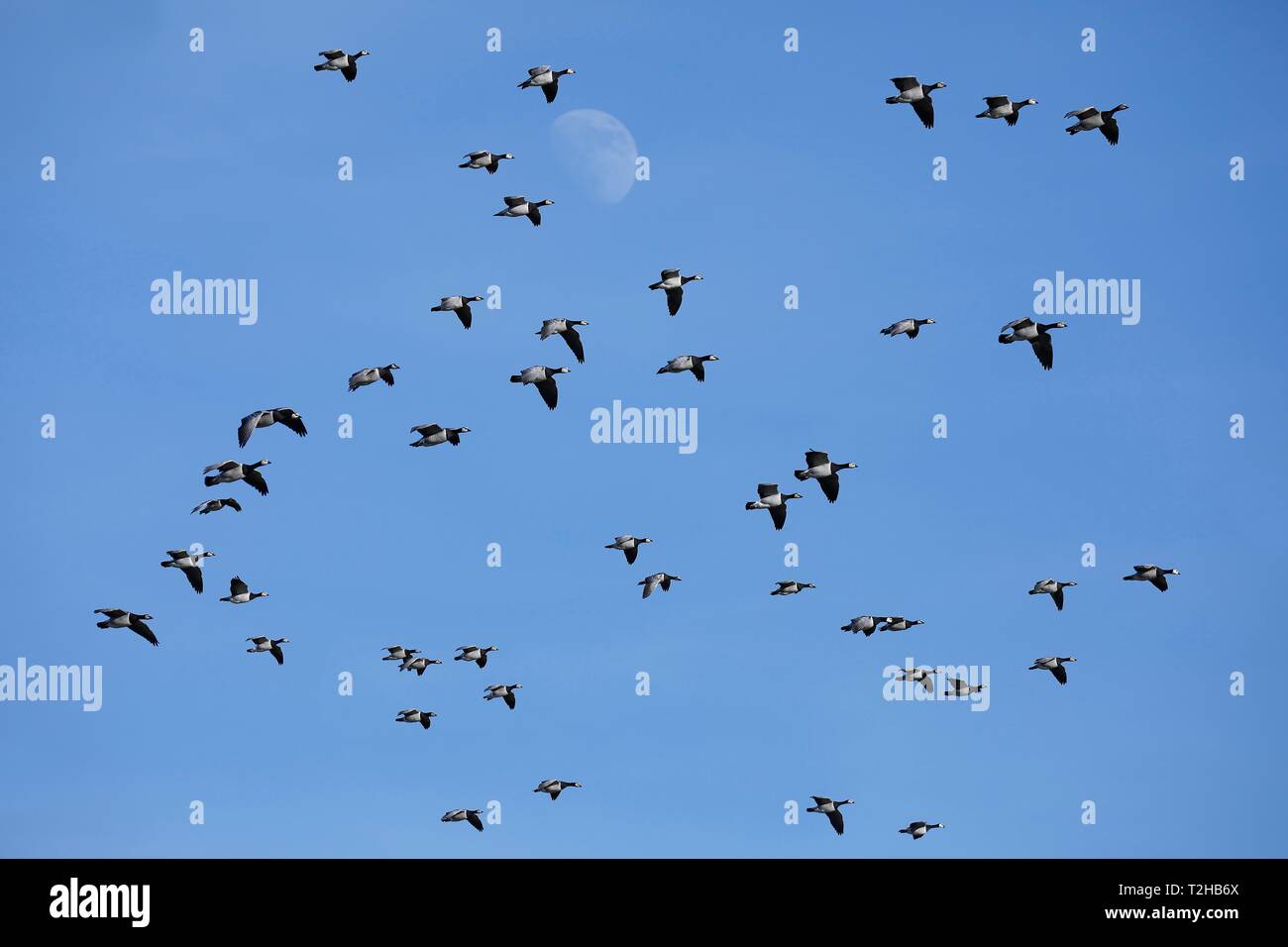 La bernache nonnette (Branta leucopsis), troupeau d'oiseaux volant en face d'un ciel bleu, Mer du Nord, au nord de la Frise, Schleswig-Holstein, Allemagne Banque D'Images