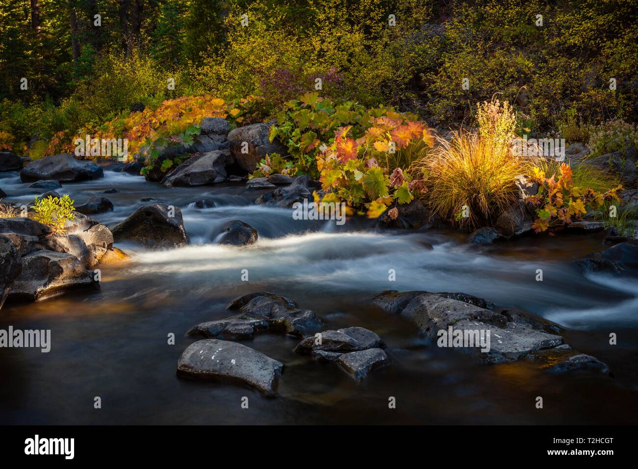 La végétation d'automne sur la rivière McCloud, photo à long terme, le comté de Siskiyou, California, USA Banque D'Images